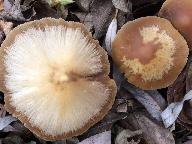 Psathyrella fusca 