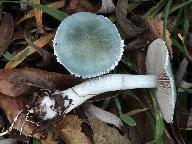 Stropharia caerulea 