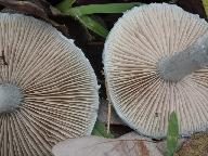 Stropharia caerulea 