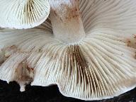 Pholiota lenta