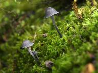 Mycena pseudocorticola