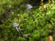 Mycena pseudocorticola