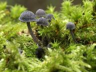 Mycena pseudocorticola