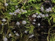 Mycena pseudocorticola