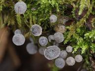 Mycena pseudocorticola 