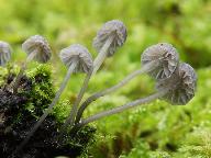 Mycena pseudocorticola 