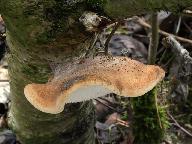 Piptoporus betulinus