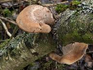 Piptoporus betulinus 