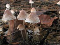 Mycena metata