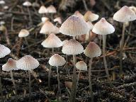 Mycena metata 