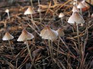 Mycena metata 