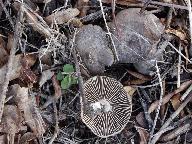 Entoloma opacum 