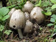 Coprinopsis atramentaria