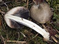 Coprinopsis atramentaria
