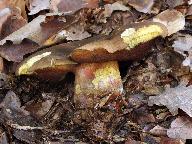 Sutorius luridiformis 