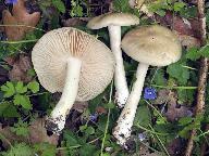 Entoloma clypeatum