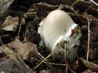 Amanita vaginata 