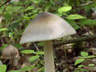 Amanita vaginata 