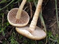 Agrocybe pediades 