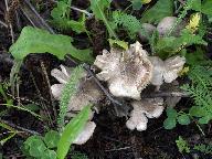 Tricholoma scalpturatum 