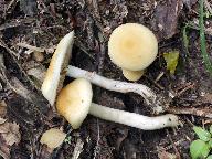 Agrocybe praecox 