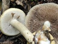 Agrocybe praecox