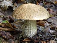 Leccinum pseudoscabrum