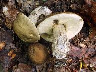 Leccinum pseudoscabrum 