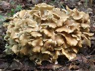 Polyporus umbellatus