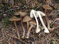 Inocybe napipes 