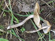 Inocybe curvipes