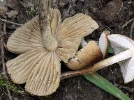 Inocybe curvipes