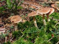 Cortinarius albovariegatus