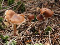 Cortinarius albovariegatus