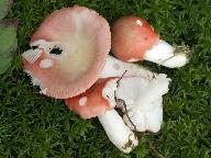 Russula hydrophila 