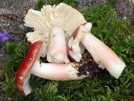 Russula rhodopus 