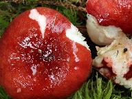 Russula rhodopus 