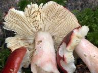 Russula rhodopus 