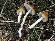 Inocybe mixtilis