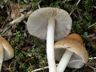 Inocybe mixtilis