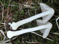 Inocybe mixtilis