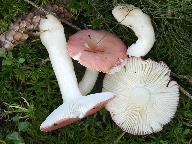 Russula hydrophila 