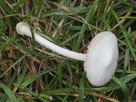 Volvariella pusilla 