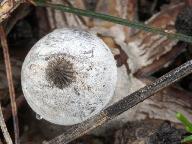 Geastrum striatum 