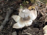 Geastrum striatum 