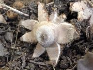 Geastrum striatum