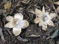 Geastrum striatum