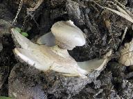 Geastrum striatum