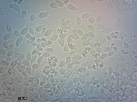 Gymnopus dryophilus 