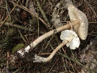 Leucoagaricus nympharum